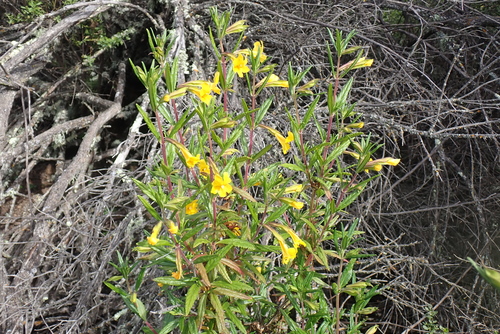 iNaturalist observation photo of orange bush monkeyflower