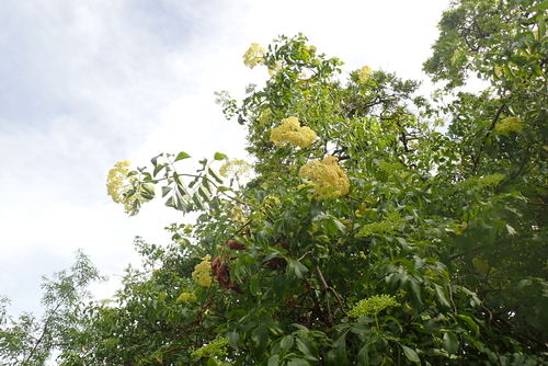 iNaturalist observation photo of elders