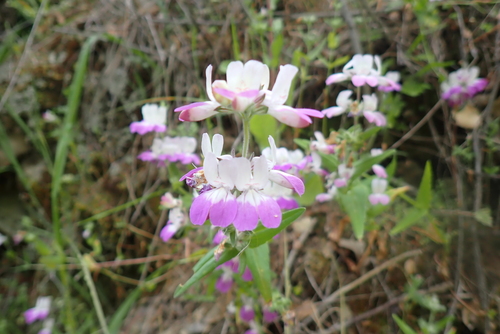 iNaturalist observation photo of Purple Chinese Houses