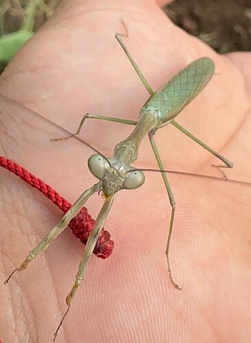 Thorny-armed Mantis
