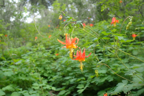 iNaturalist observation photo of western columbine