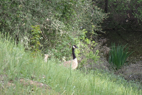 iNaturalist observation photo of Canada Goose