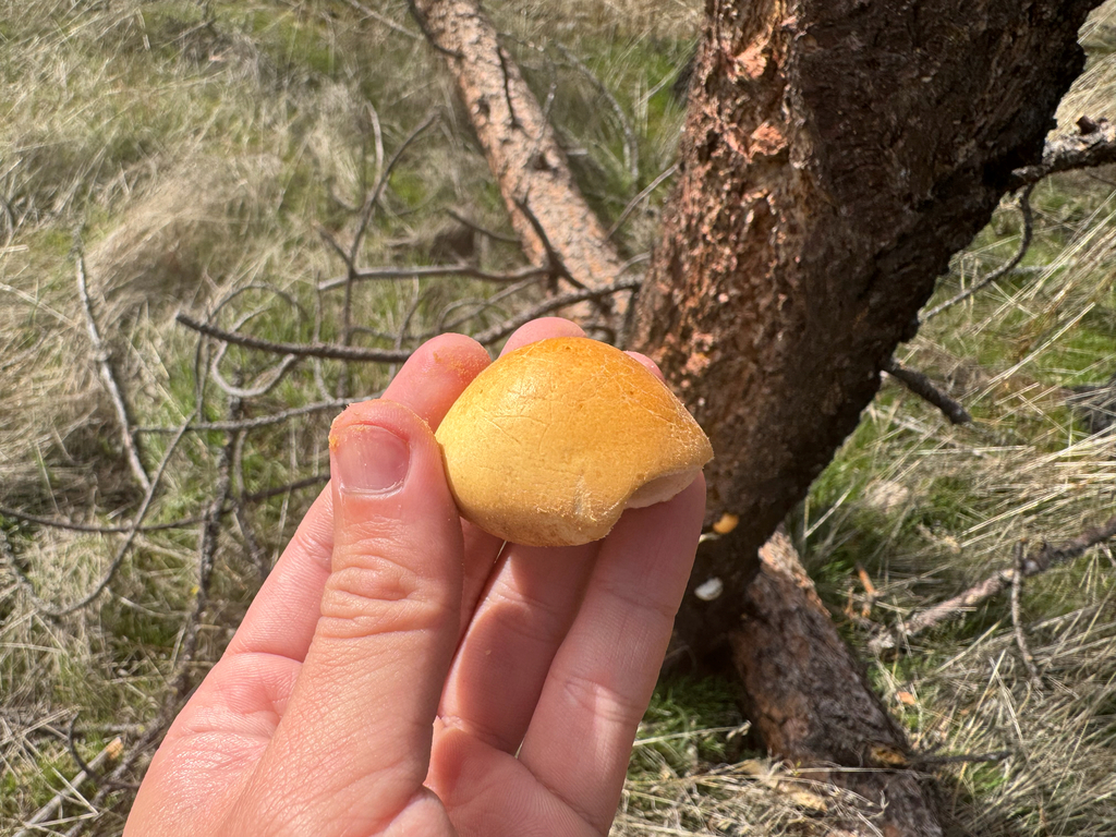 Cryptoporus volvatus · April 2026 · photo: © jasonalexander (iNaturalist, cc-by)