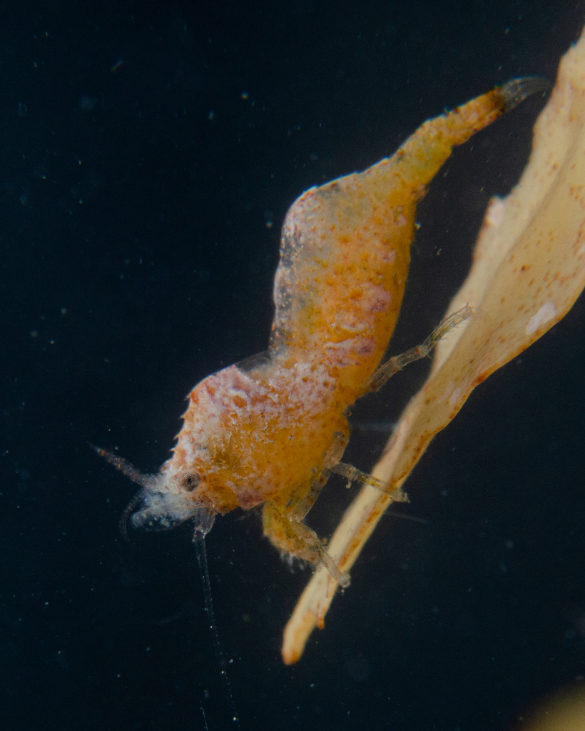 sargassum shrimp