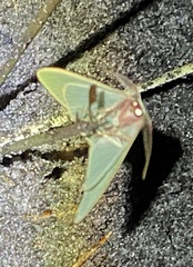 Chlorocoma assimilis