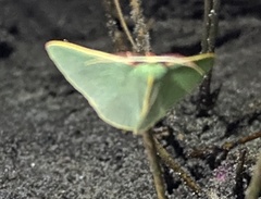 Chlorocoma assimilis