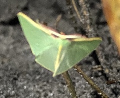 Chlorocoma assimilis