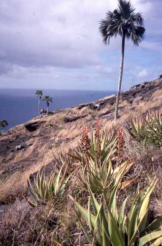 Aloe tormentorii