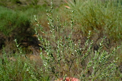 Amphithalea pageae
