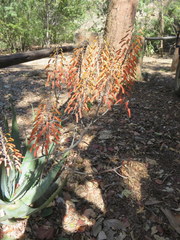 Aloe chabaudii var. chabaudii image