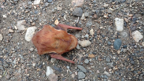 Eastern Red Bat photographed in South Dakota