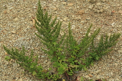 Artemisia littoricola