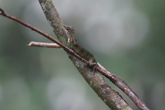Pseudocalotes tympanistriga