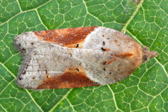 Acleris laterana
