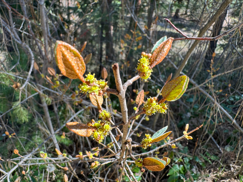 Canadian buffalo-berry (Shepherdia canadensis)