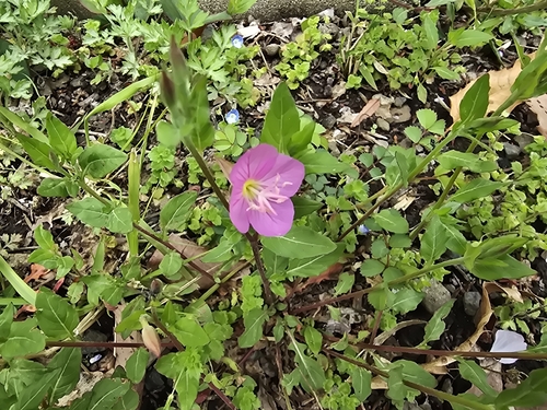 Rose Evening Primrose (Oenothera rosea)