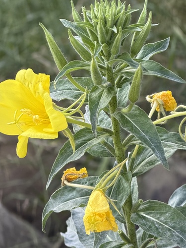 tall evening primrose (Oenothera elata)
