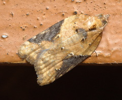 Acleris laterana