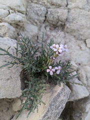 Erucaria hispanica