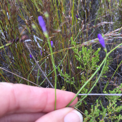 Siphocodon spartioides