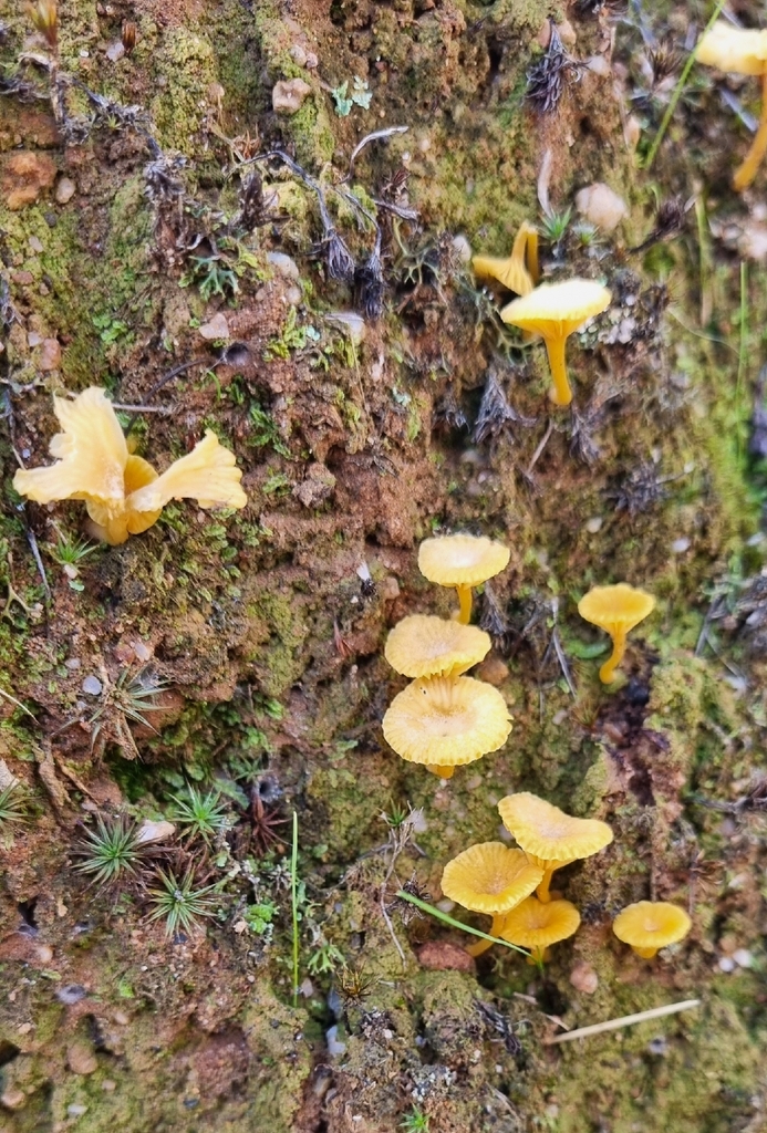 Lichenomphalia chromacea · April 2026 · photo: © burrowye (iNaturalist, cc0)