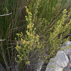 Erica serrata