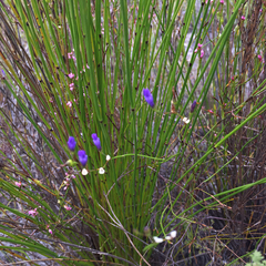 Siphocodon spartioides