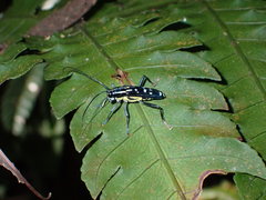 Glenea elegans