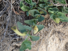 Aristolochia paucinervis