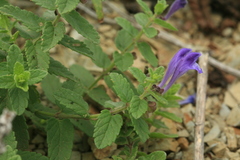 Scutellaria strigillosa