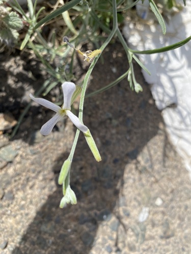 Farsetia aegyptia