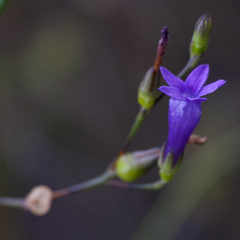 Siphocodon spartioides