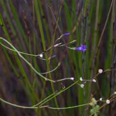 Siphocodon spartioides