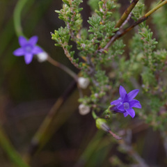Siphocodon spartioides