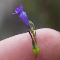 Siphocodon spartioides