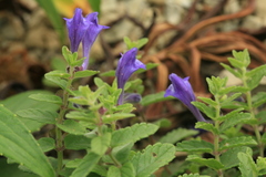 Scutellaria strigillosa