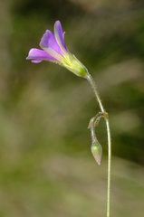 Oxalis stellata
