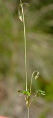 Oxalis stellata