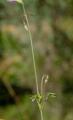 Oxalis stellata