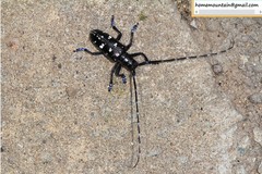 Anoplophora glabripennis