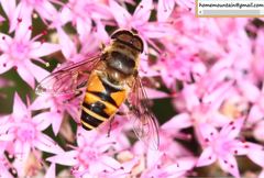 Eristalis cerealis