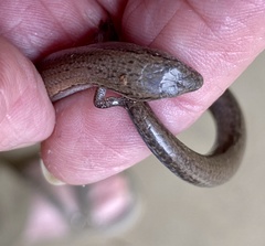 Lowlands Earless Skink photo 1