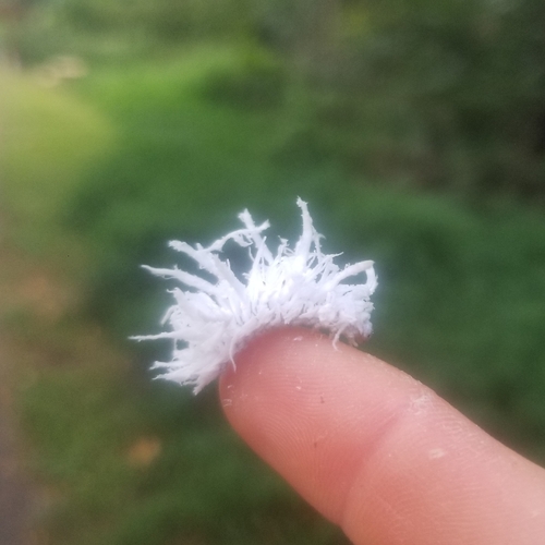 Butternut Woollyworm Sawfly photo 3