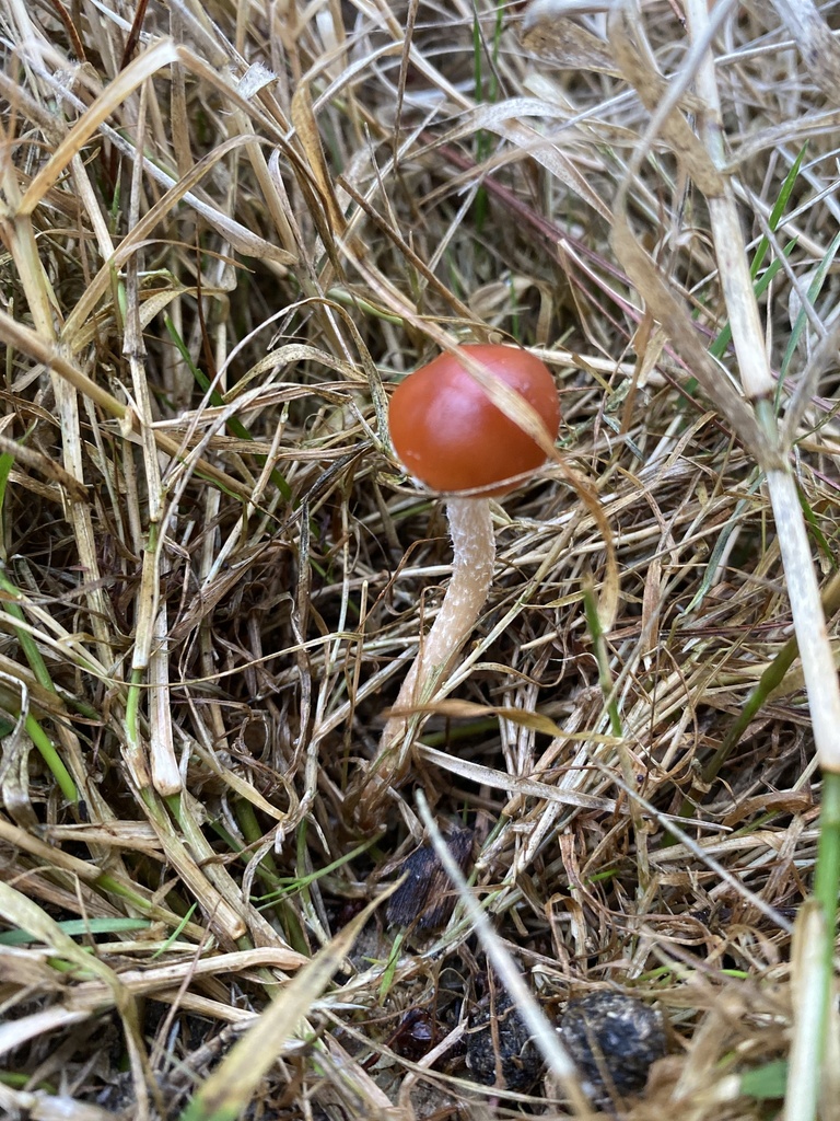 Leratiomyces ceres · April 2026 · photo: © acs123 (iNaturalist, cc0)