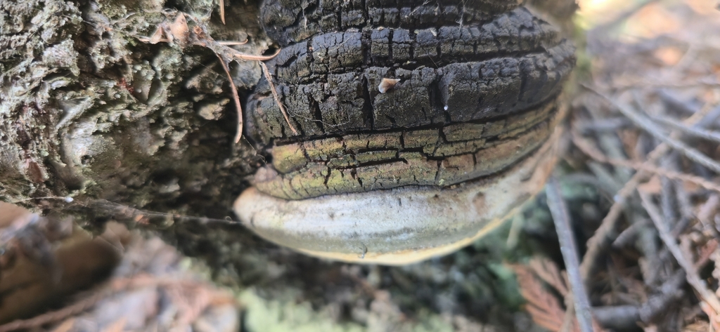 Phellinus nigricans · April 2026 · photo: © leannestacy (iNaturalist, cc0)