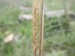 Setaria sphacelata sphacelata