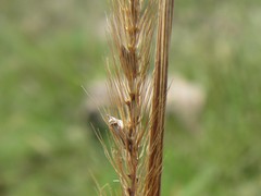 Setaria sphacelata sphacelata