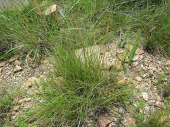 Setaria sphacelata sphacelata