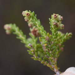 Erica serrata
