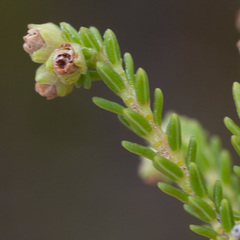 Erica serrata